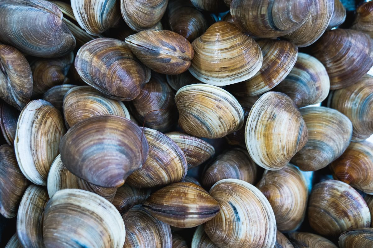 A photo depicting the abundance of local clams