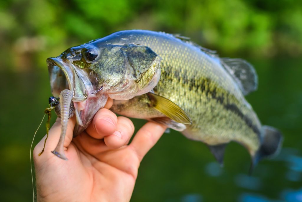 Largemouth bass