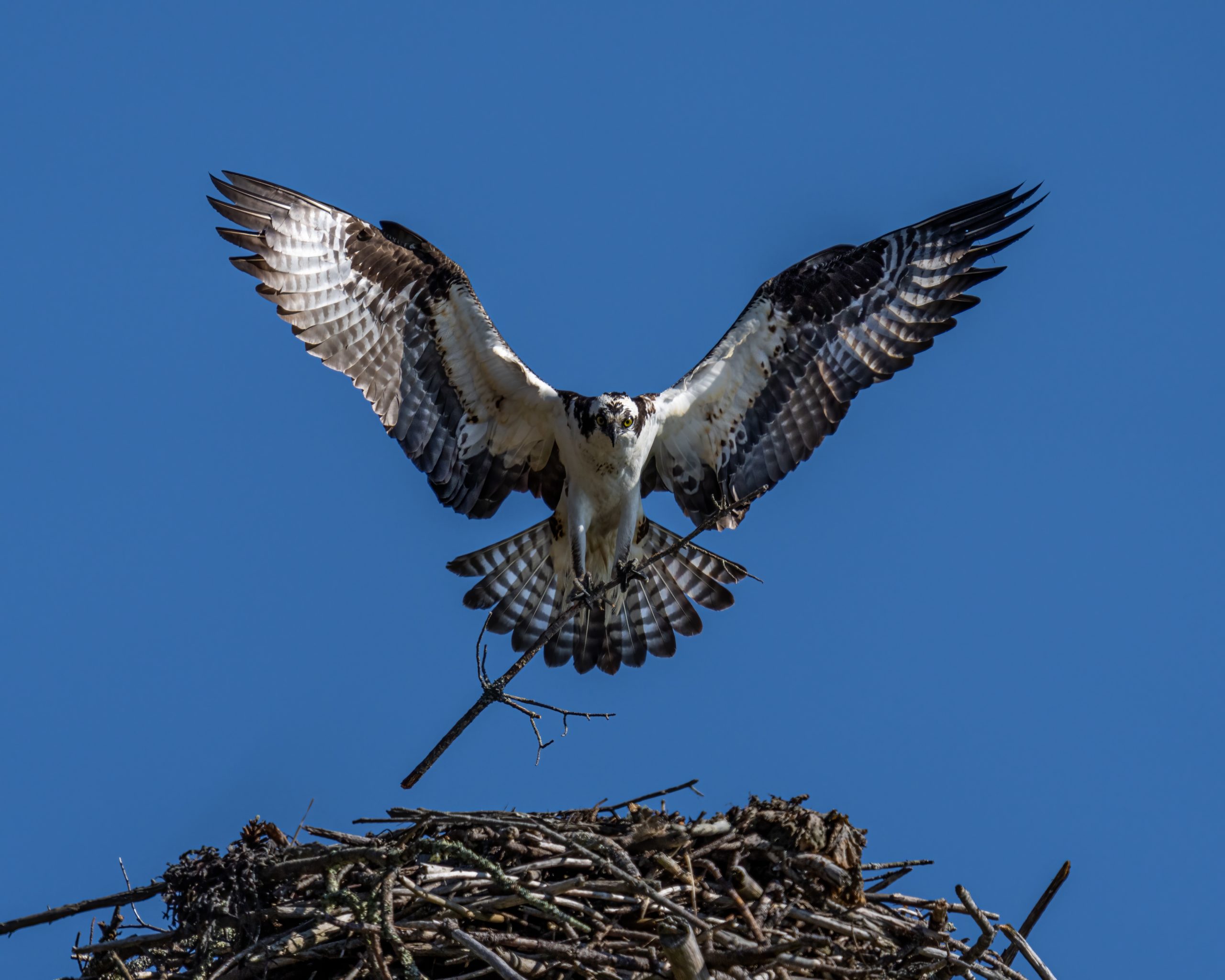 Osprey landing on nest with twigs