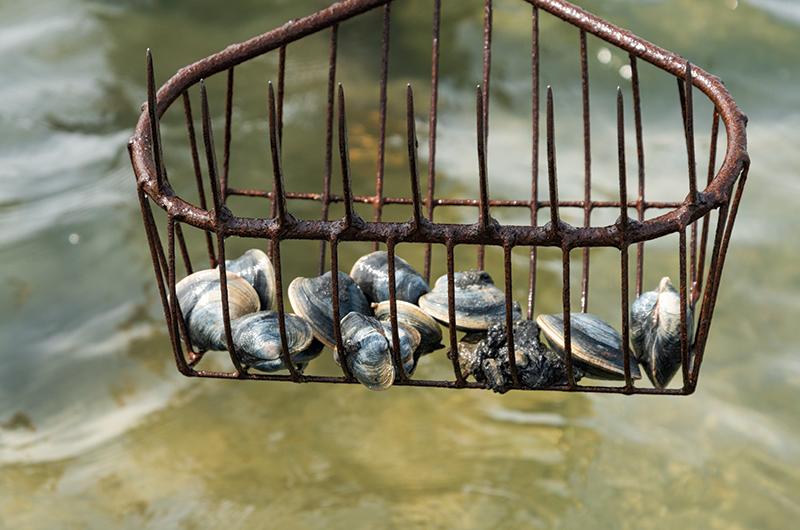 Quahogs in a scratch rake with basket